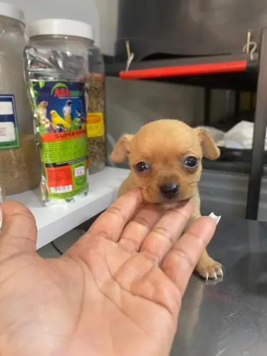 Vende -se esse lindo filhote de pincher 00