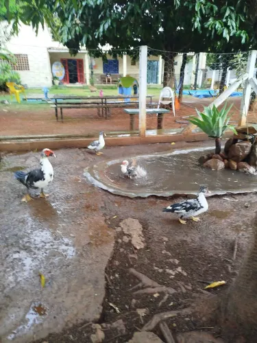 Vendo 1 pato macho e 3 fêmeas!
