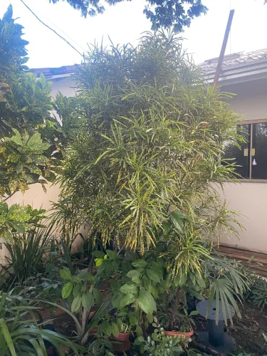 Venda