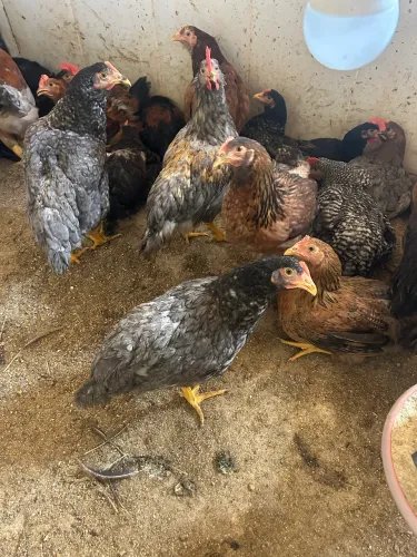 Frango caipira melhorado gordo 