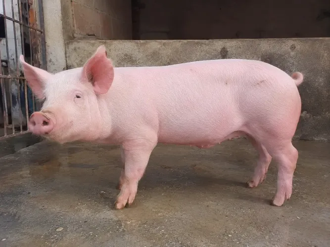 Estou Doando 3 Porco Fêmea 