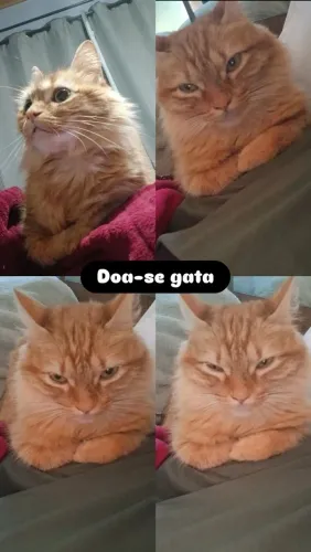 Doação gata