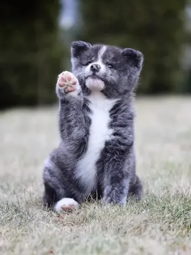 Akita Inu,Akita Inu Filhote Estrutura Perfeita Disponível
