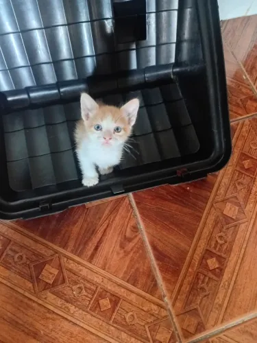 Doação de gatos