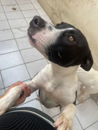Doa-se cachorro 