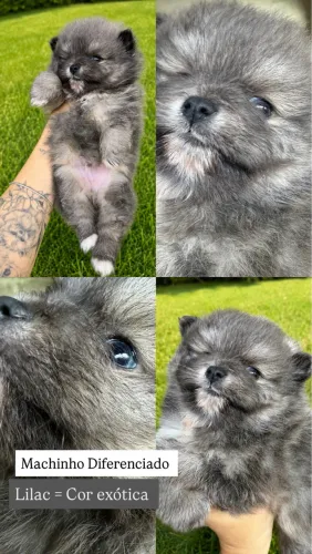 Lulu da Pomerania