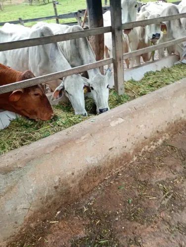 Fazenda a venda em Alexânia / Goiás!!!