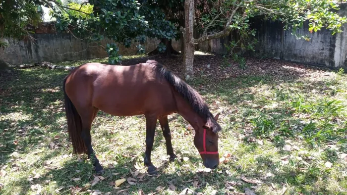Vendo um cavalo