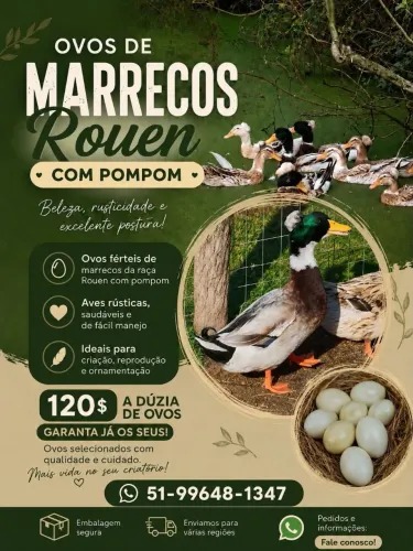 Ovos galados Marrecos Rouen com Pompom