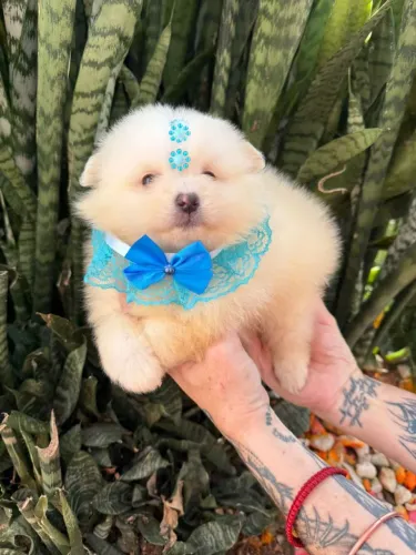 Spitz alemão fêmea