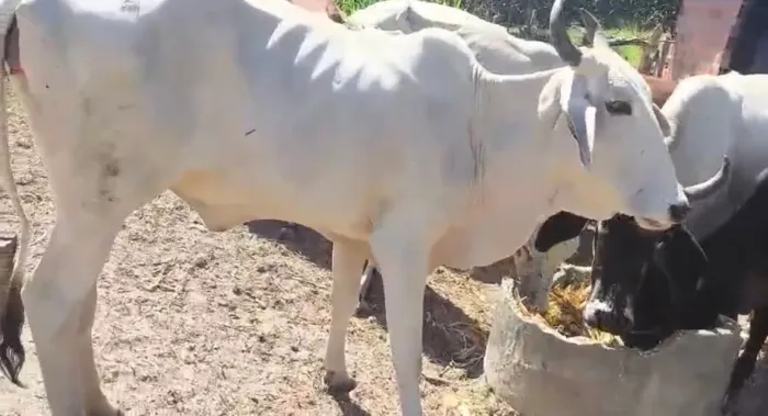 Vendo vaca 