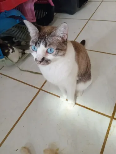 Gatinha a procura de um Lar 