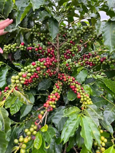 FAZENDA A VENDA, OTIMA OPORTUNIDADE DE NEGÓCIOS