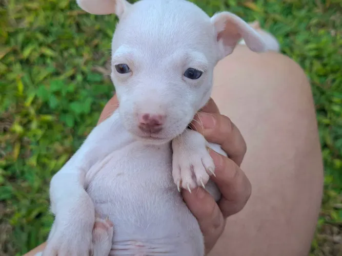 Pinscher Branco