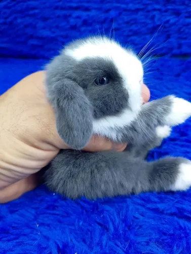 Mini Lop Uruguai Bicolor olhos azuis 