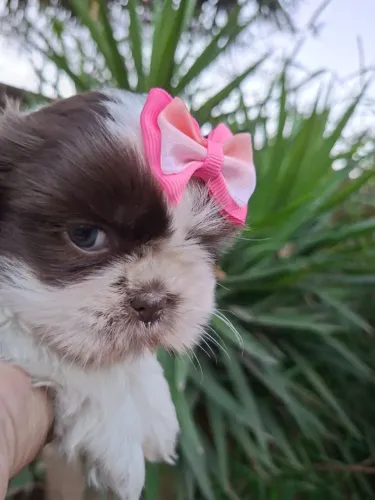 SHIH TZU FILHOTES MACHO850**FEMEA1600