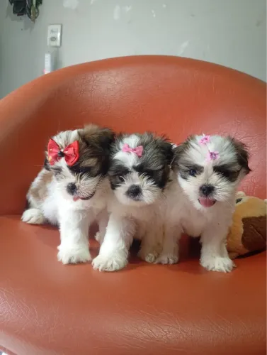 Vende se raça shih tzu