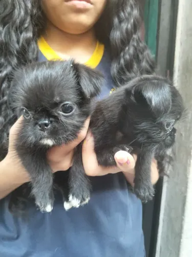 Cachorro 