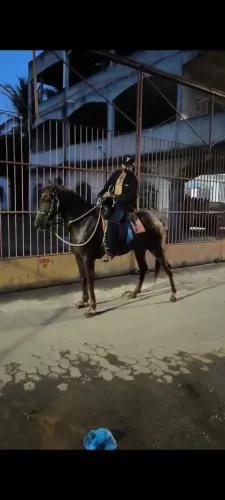 Cavalo marcha picada