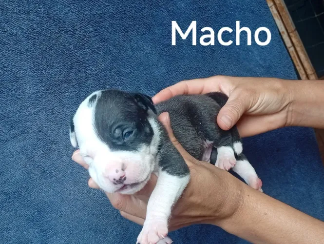 American bully Com Pitbull