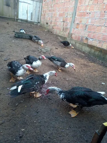 Pato