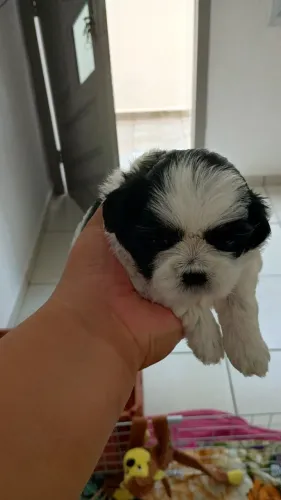 Cachorro