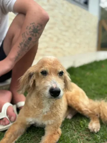 PET SITTER FLORIANÓPOLIS 