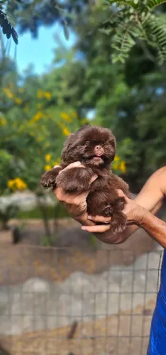 Shih-tzu Macho Chocolate Baby face