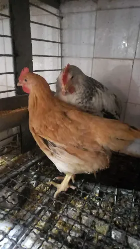 Vendo frangos