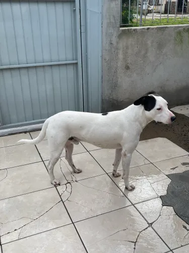 Procura-se um lar cheio de amor!