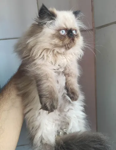 Lindos Filhotes de Persa Exótico Disponíveis