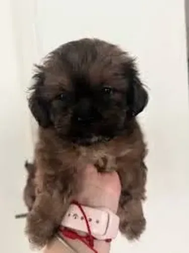 peludinhos e pequenos , otimos para pouco espaço