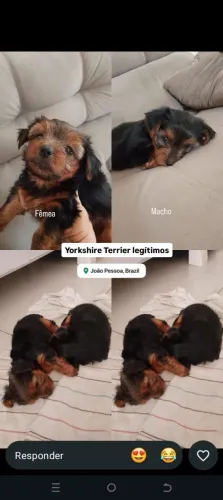 Filhotes de Yorkshire Legítimos para Venda