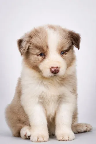 Filhote de Border Collie 