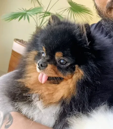 Spitz alemão ursinho macho