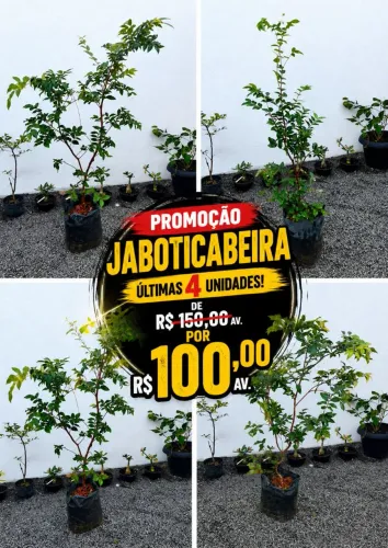 Jaboticaba híbrida já produzindo