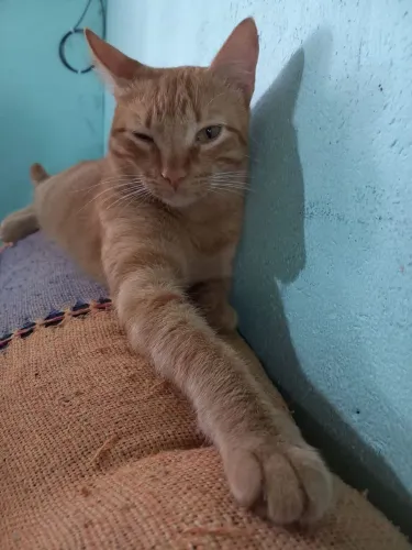 Gato macho