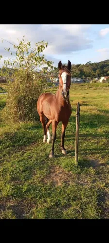Cavalo mangalarga