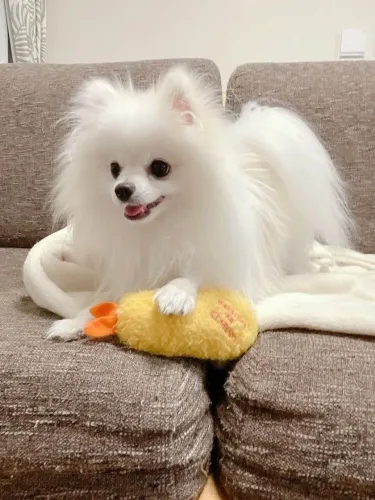 Filhote Spitz Alemão, Seus dias ficarão mais felizes com um novo amigo peludo!