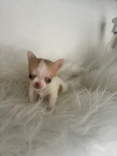 Chihuahua machos e fêmeas 