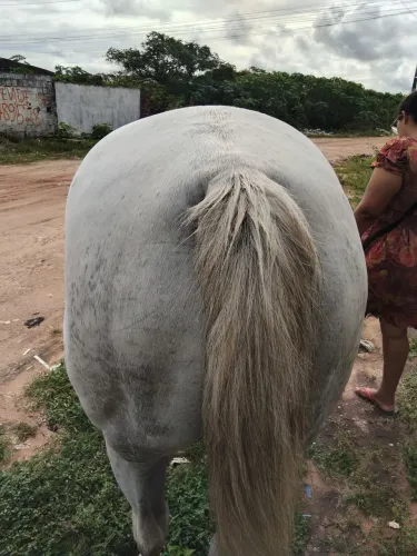 Vendo o lindo cavalo quarto de Mila
