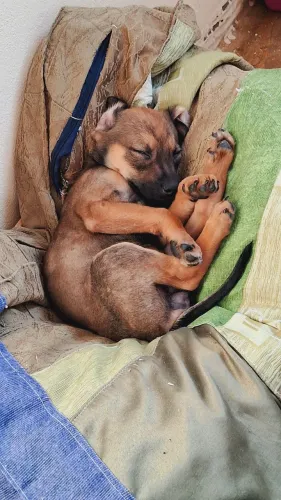 Doação filhote de cachorro dócil 4 meses fêmea