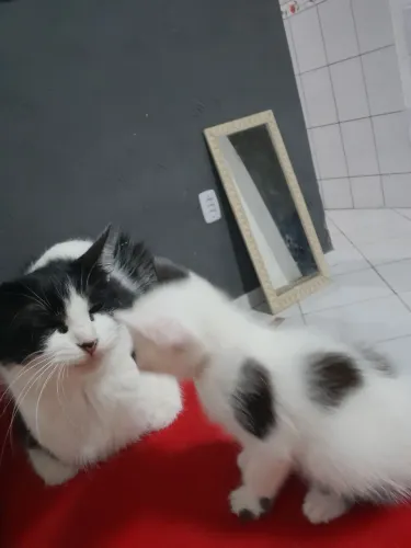 Gato filhote