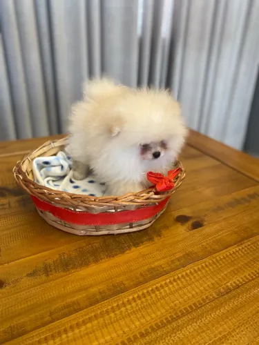Spitz Alemão (Lulu da Pomerânia) CBKC - MACHINHOS com Excelente Linhagem