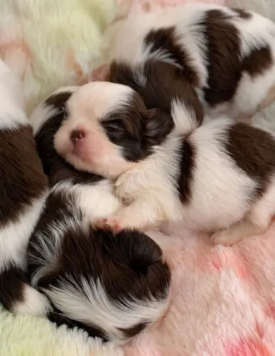 Shih tzu 0