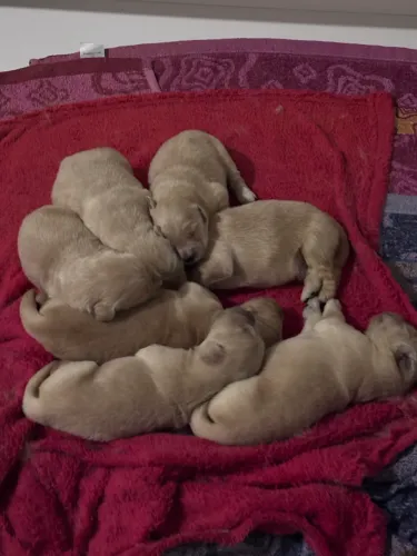Golden Retriever alto padrão com pedigree e microchip