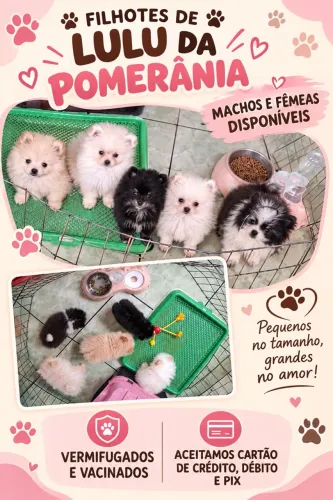 Vendo filhotes de Lulu da pomerania