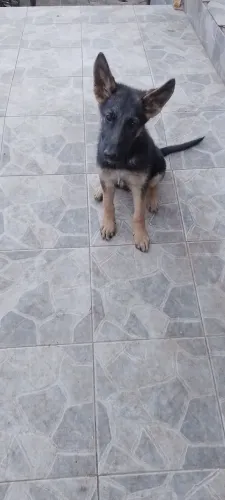 Vendo Linda fêmea de pastor capa preta co 3 meses, vacinada e vermifugada.
