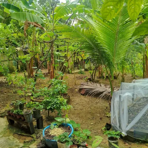 Só venda