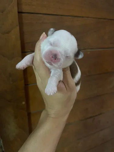 Filhotes de shih tzu belíssimos 